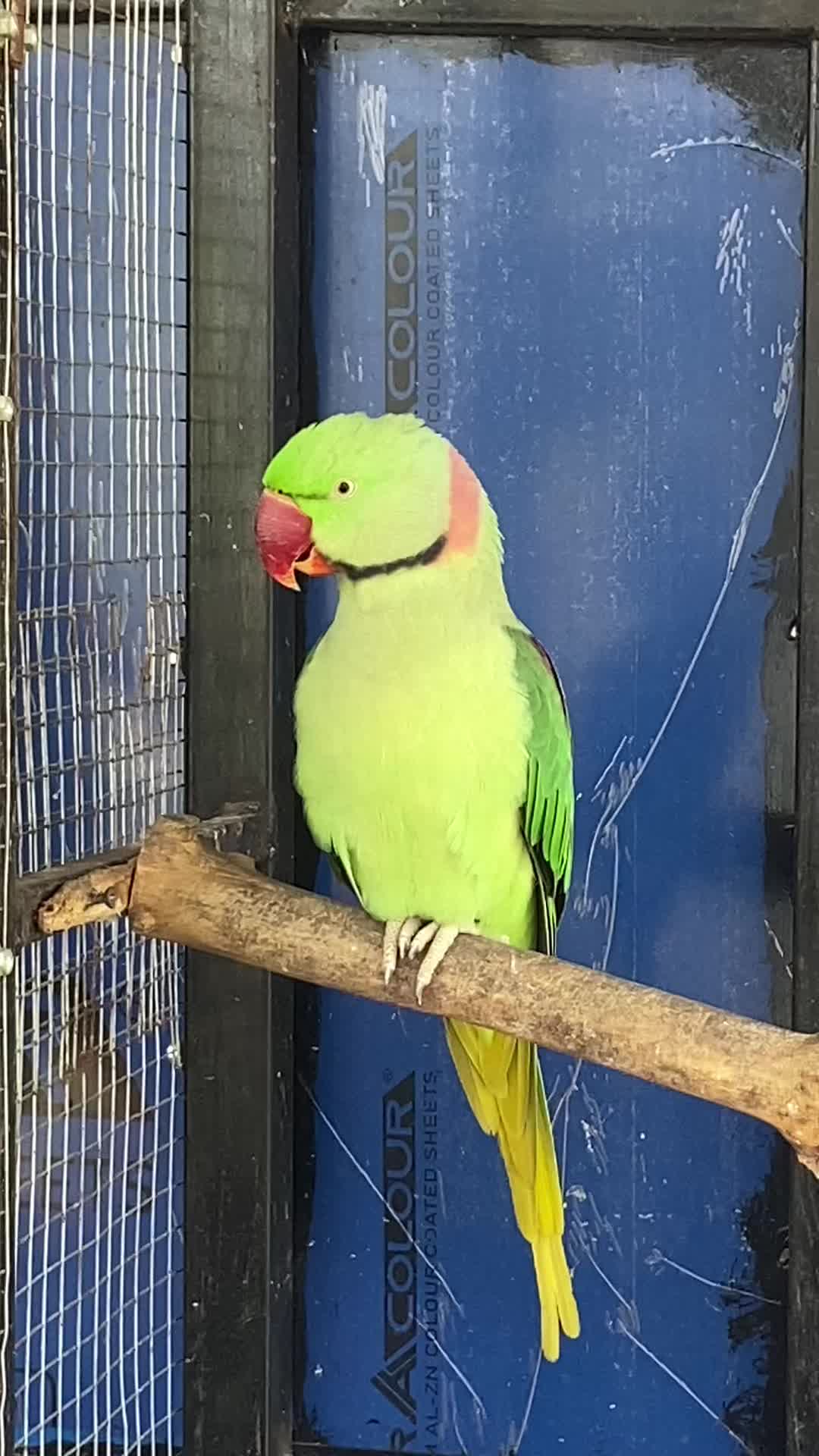 @Chatteringbeaks