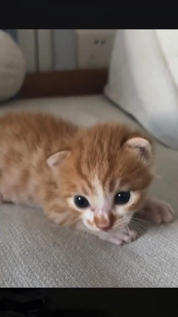 @catbosssss