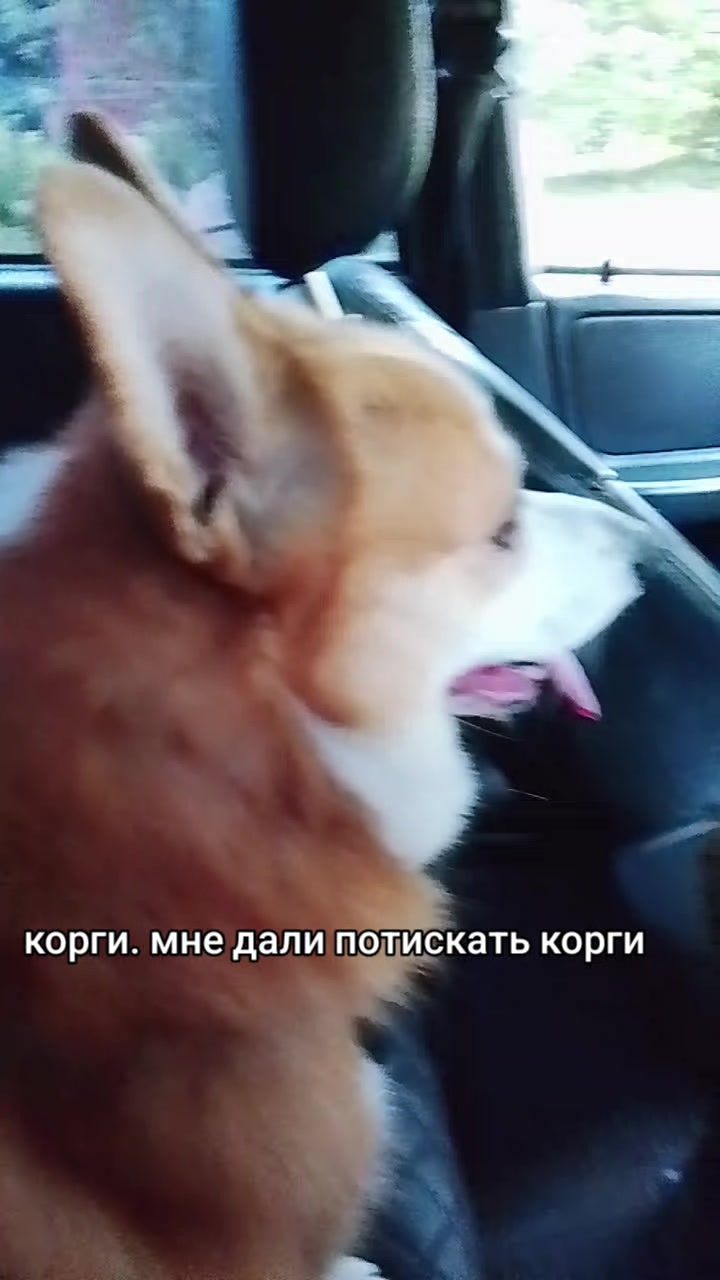 @Пушок@