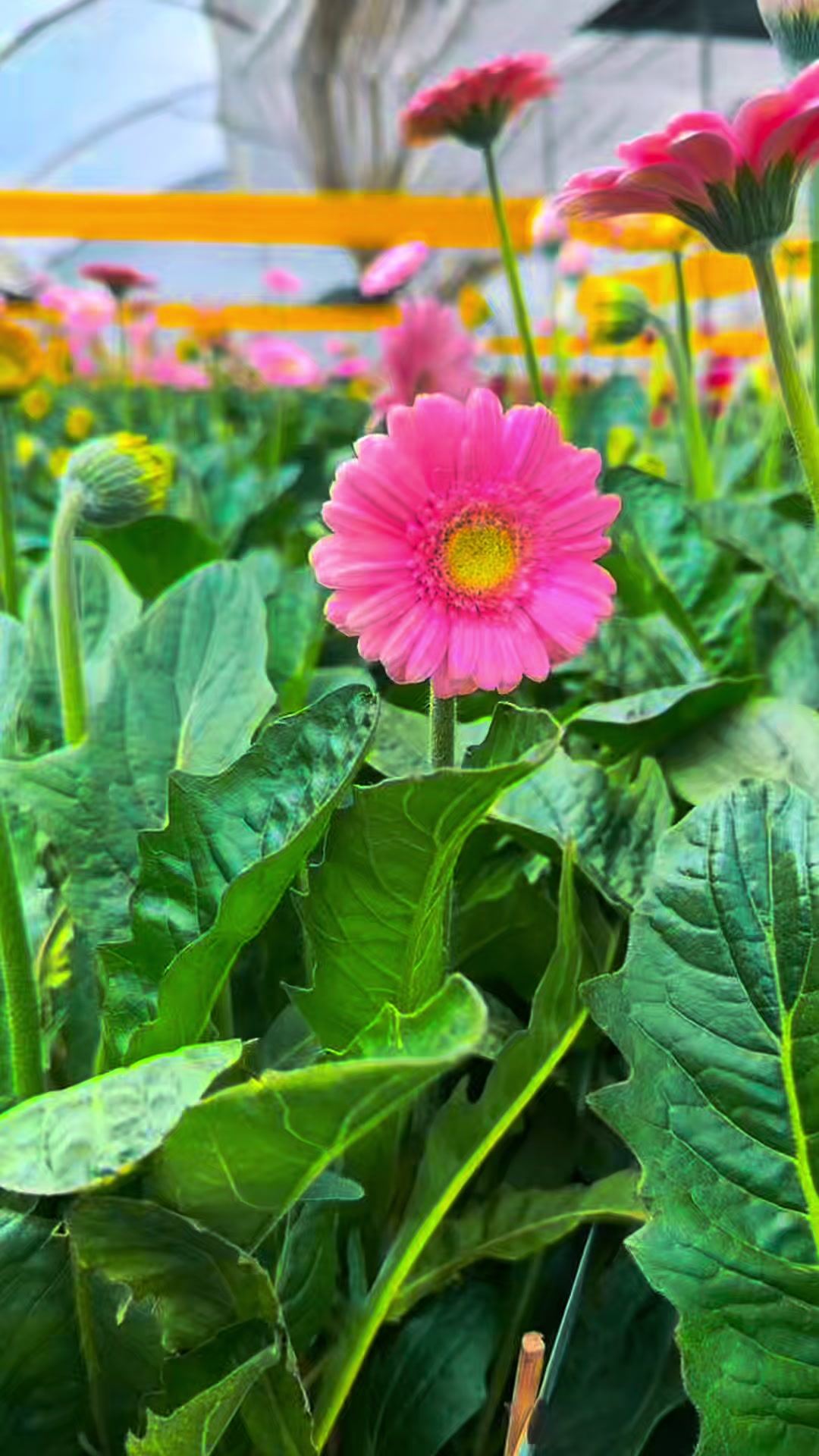 @ecflowersdirect