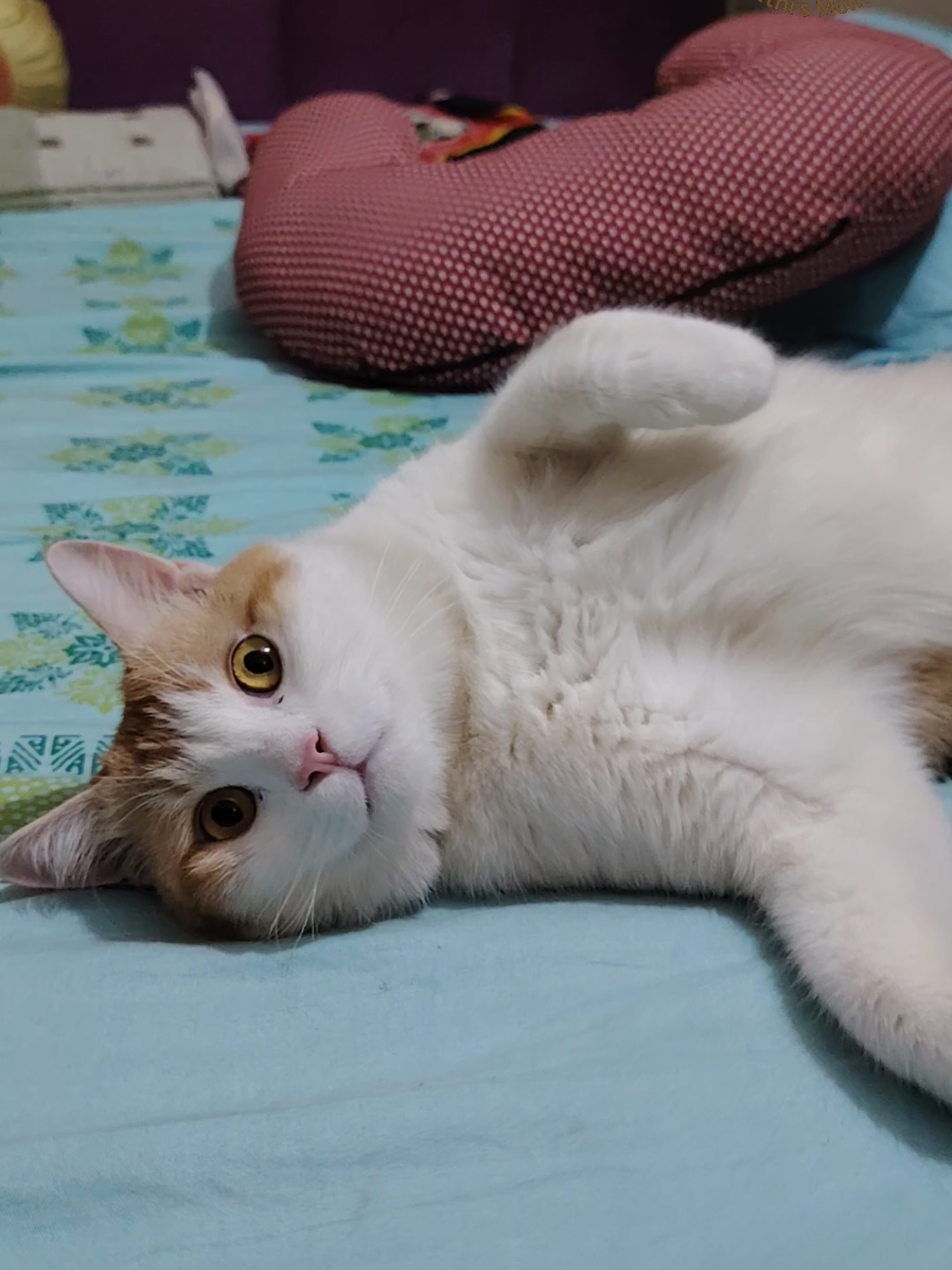 @Mitthi the Meow Meow