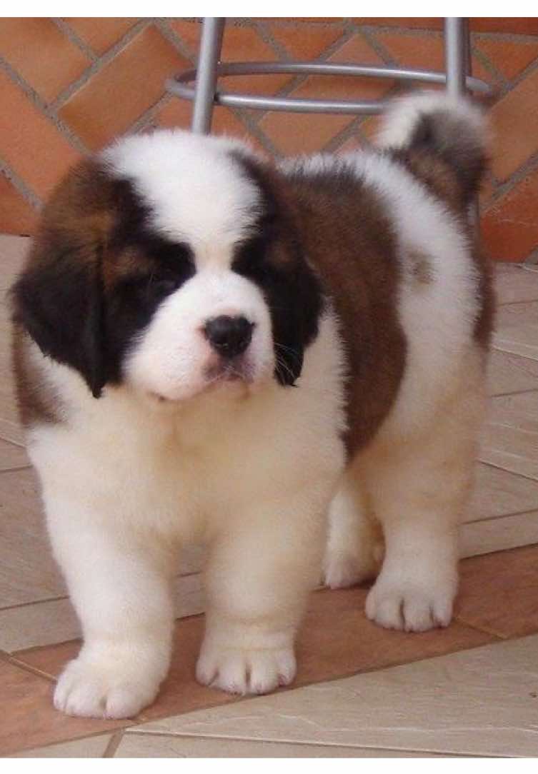 @zakolo4ka 🐾