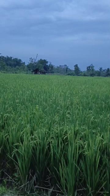 @pakde anto