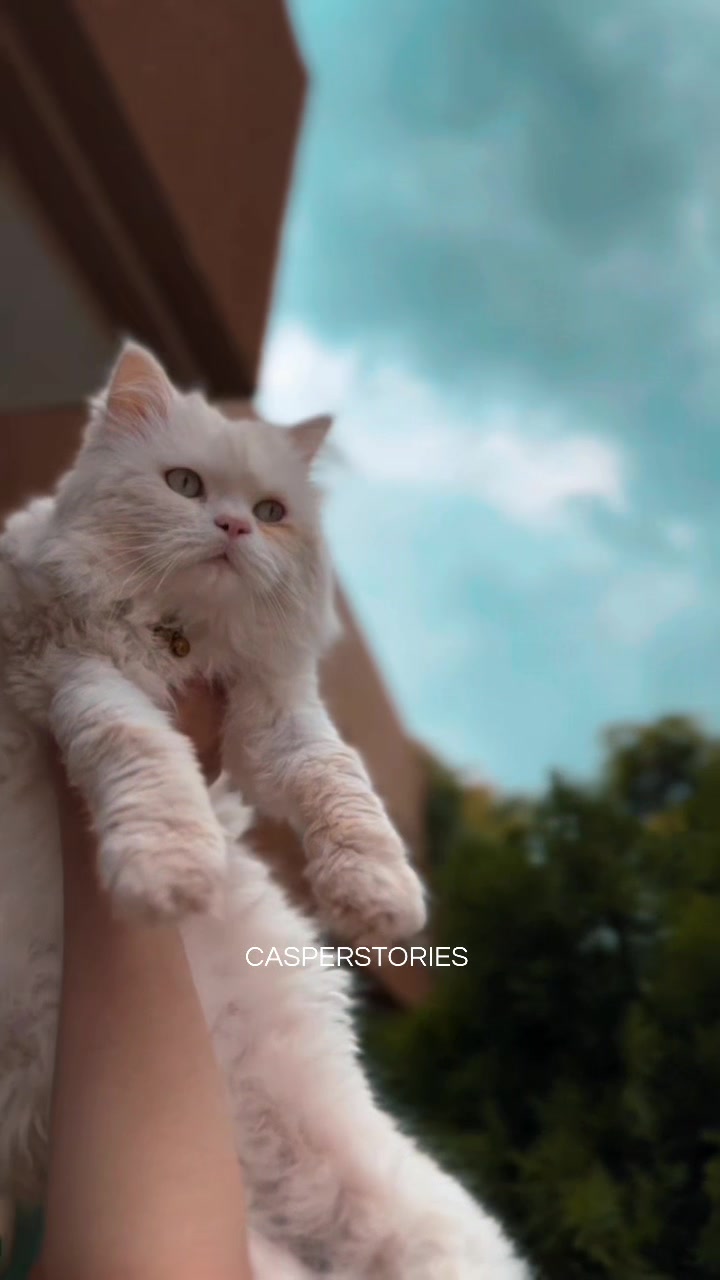 @𝑪𝒂𝒔𝒑𝒆𝒓 & 𝑴𝒊𝒏𝒏𝒊𝒆 🐾