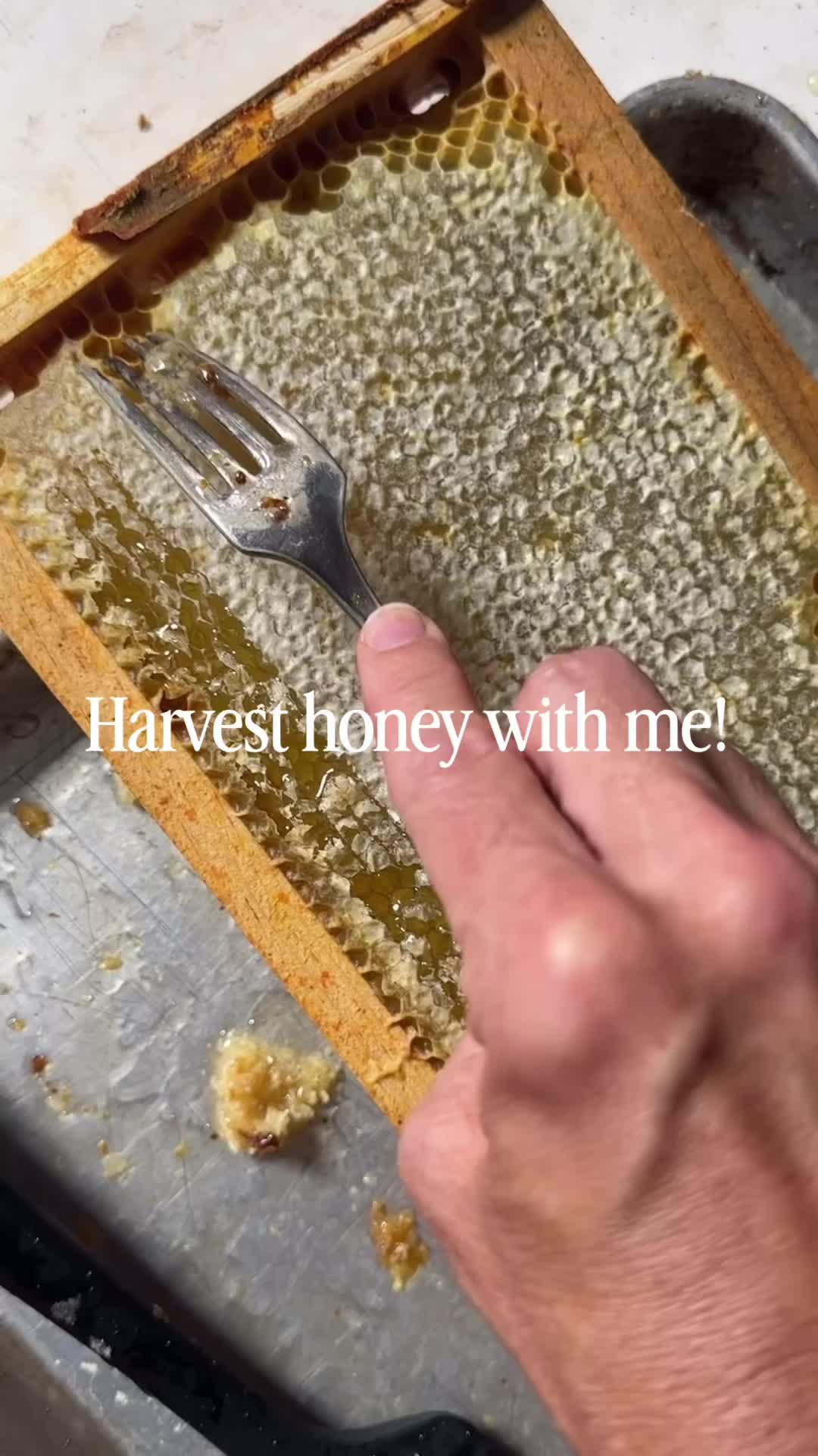 @Tastesoflizzyt