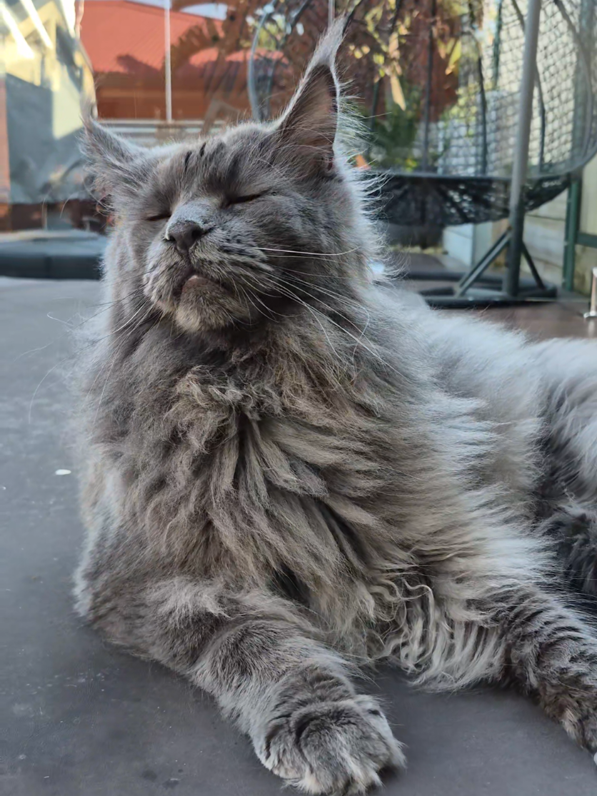 @Ragnar the Maine Coon 🐈
