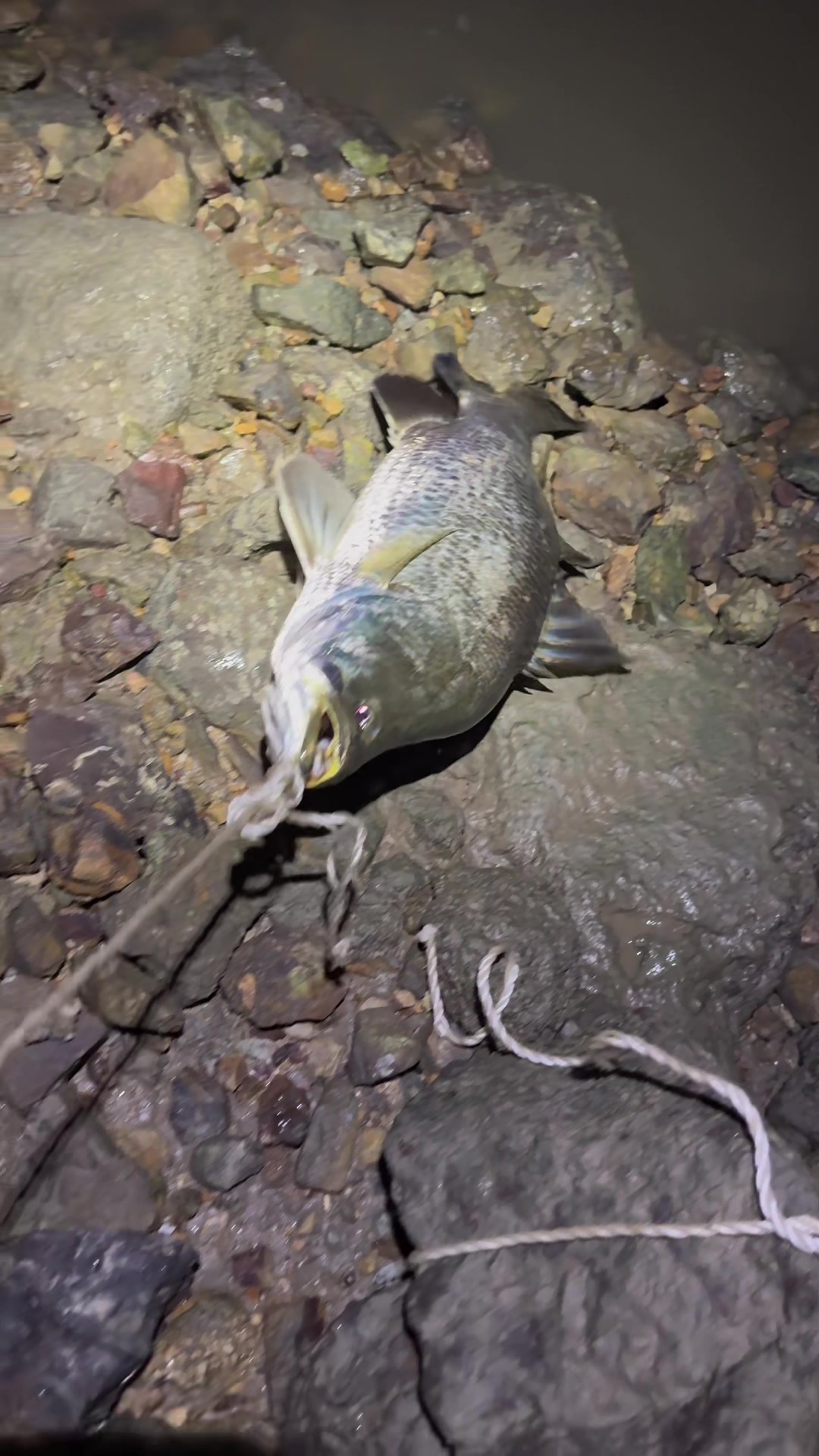 @NGW Angler