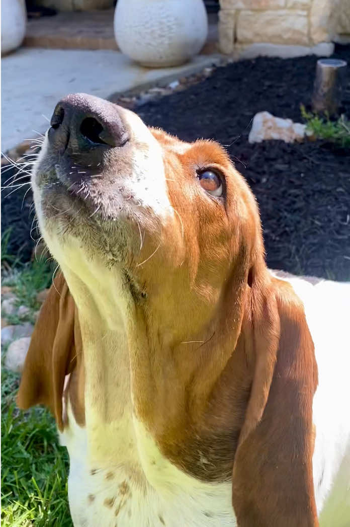 @baudelairethebasset