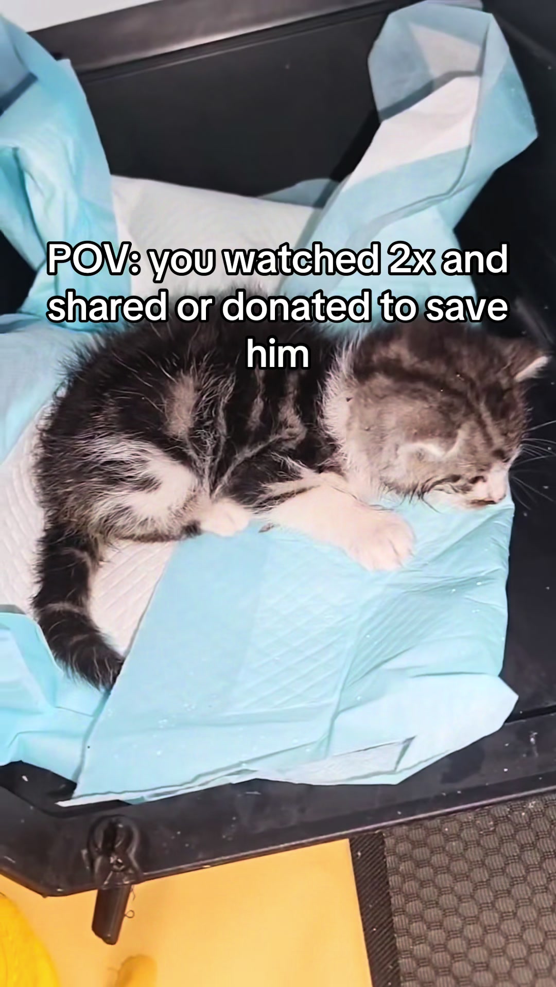 @aria_cats_rescue