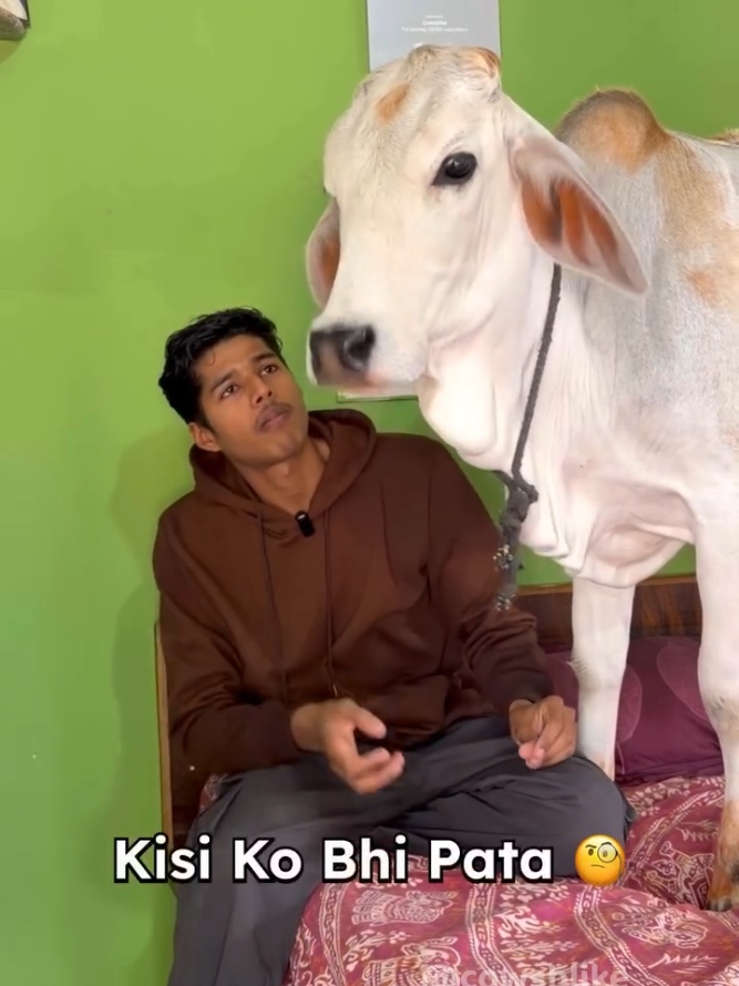@cows_b_like