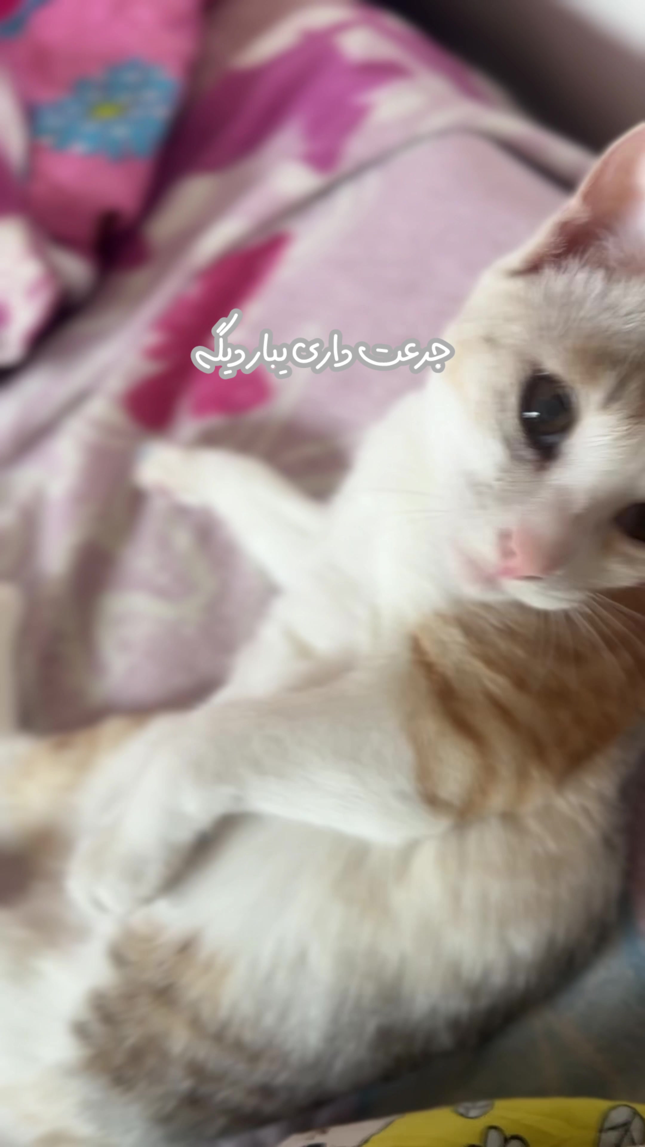 @Spiky rose⛓️ اِسپایکی رز