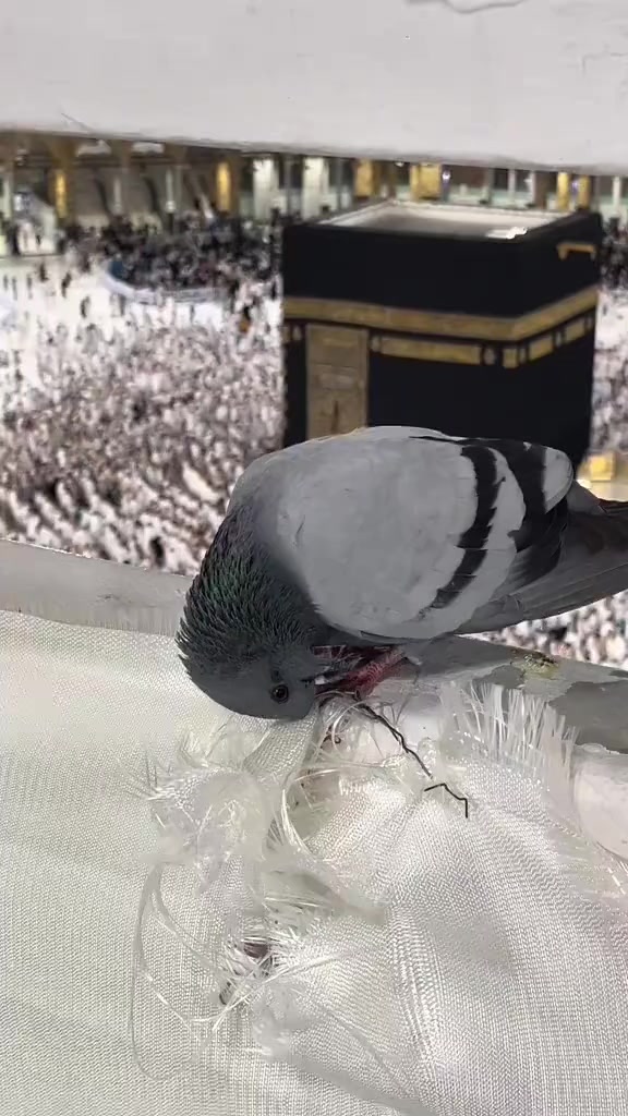 @✨ Madina_𝘝𝘪𝘥𝘦𝘰