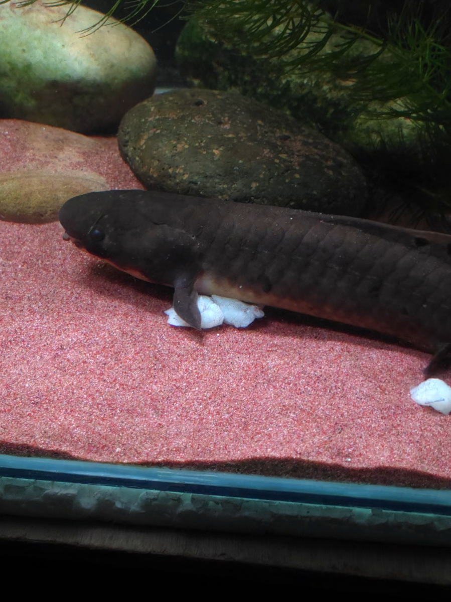 @Pitcha's pet