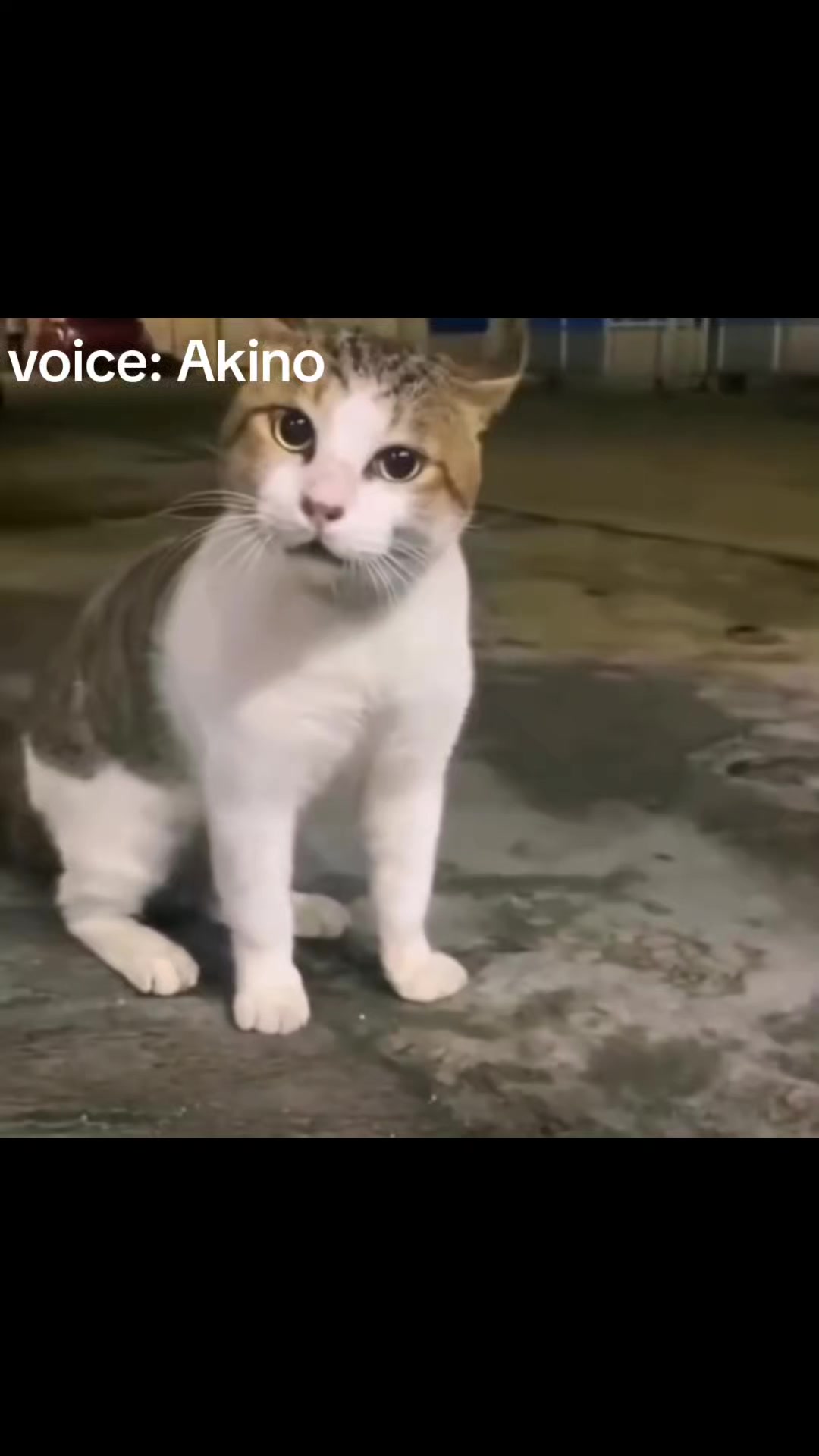 @Akino Shenji