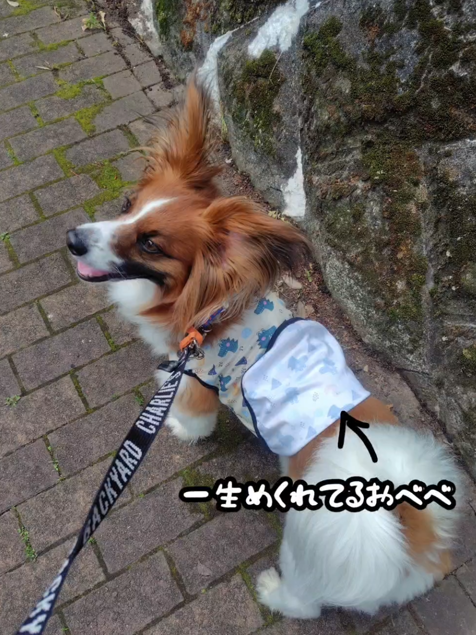 @デカパピひまわり君