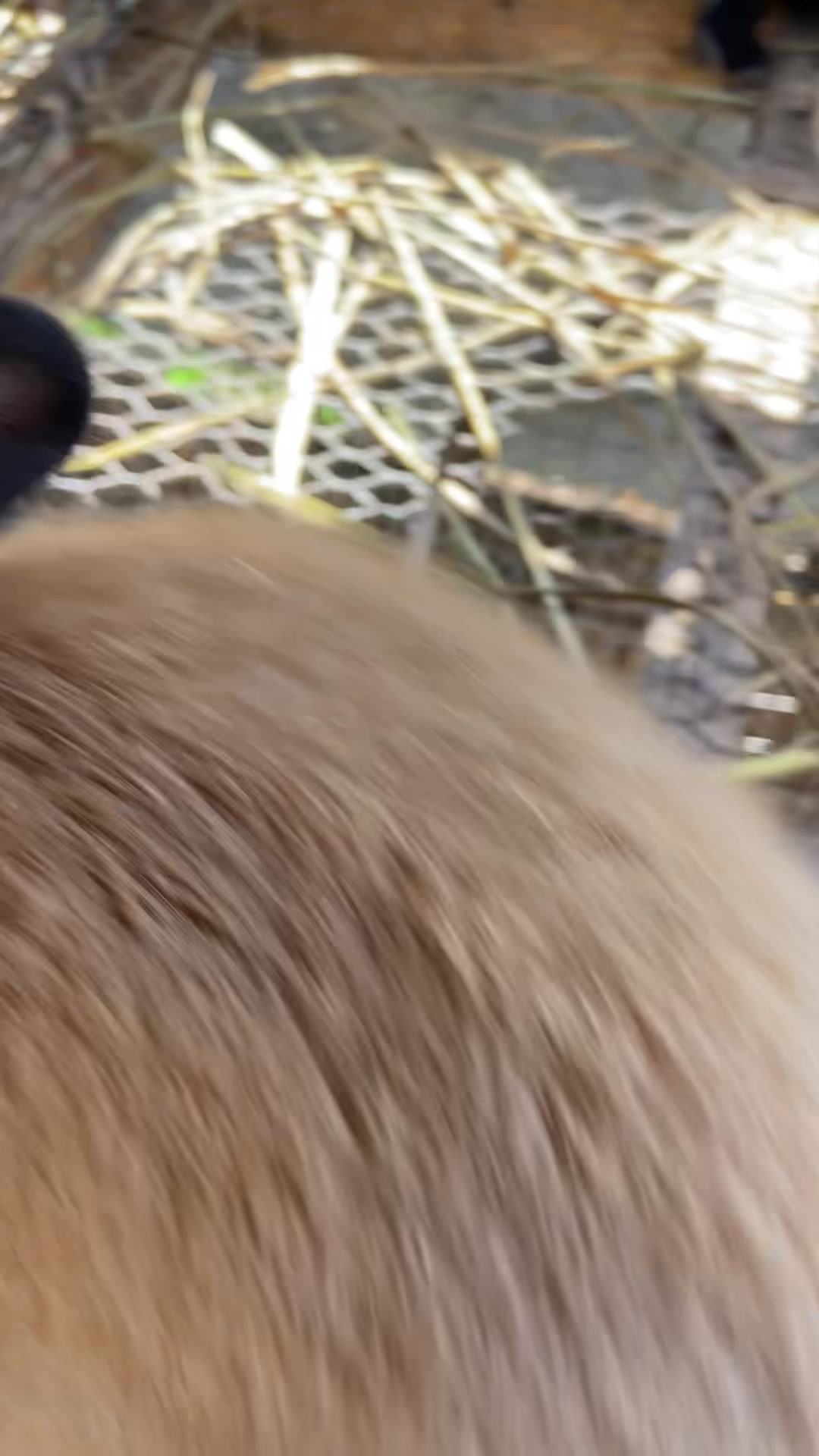 @HappyHoppersRabbitry