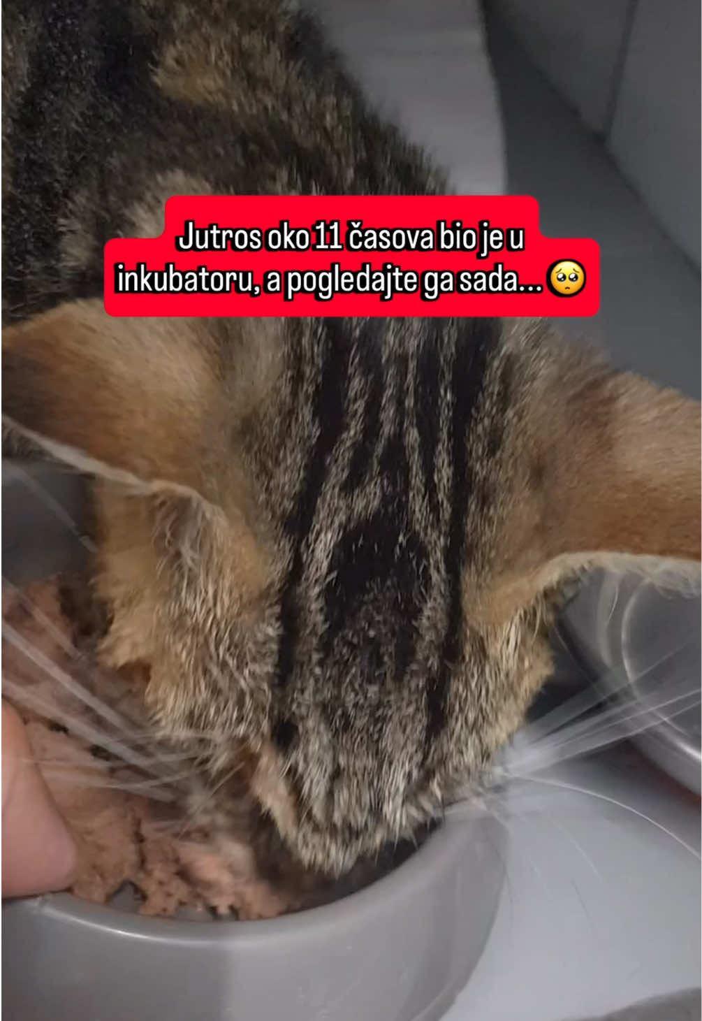 @cosanostrapurr