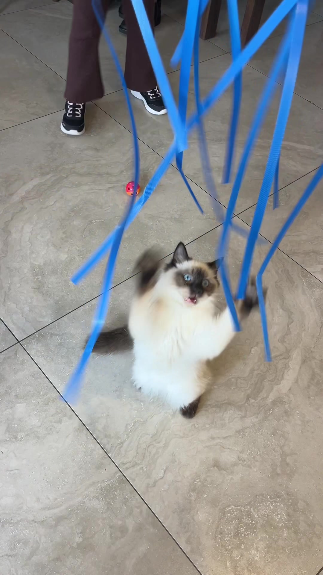 @crazycatcafe