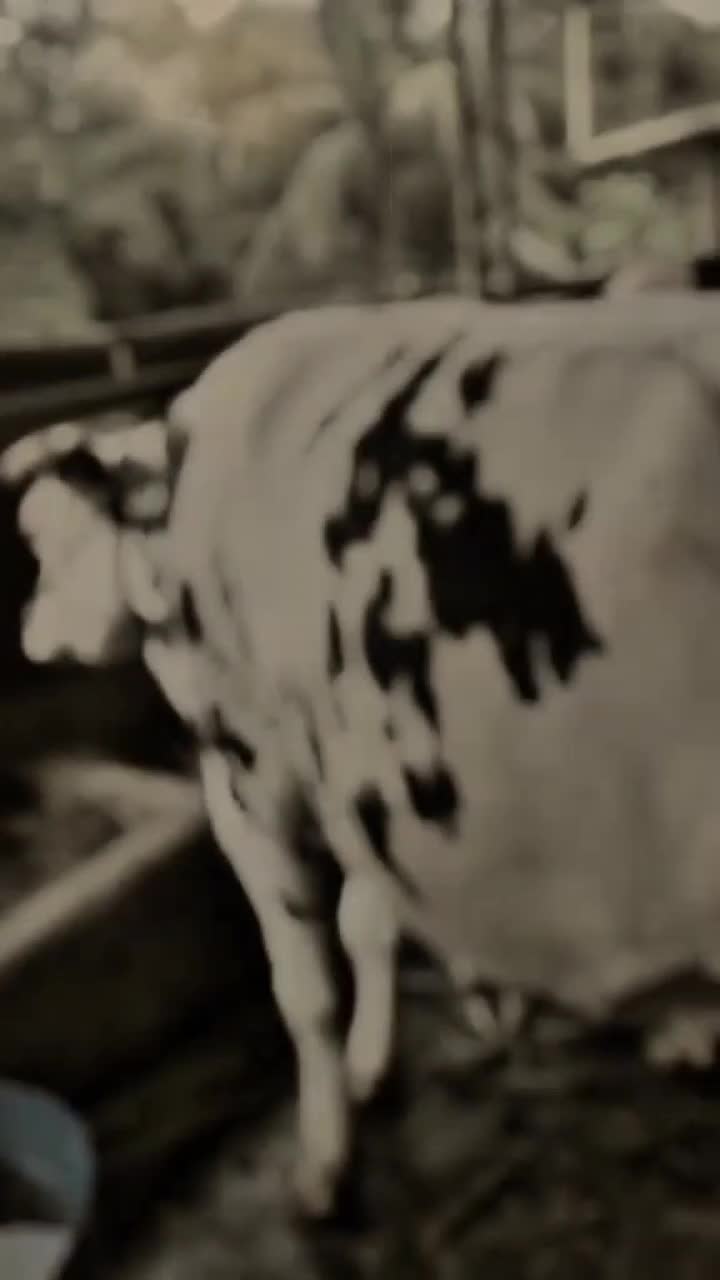 @ADAM MILK FARM