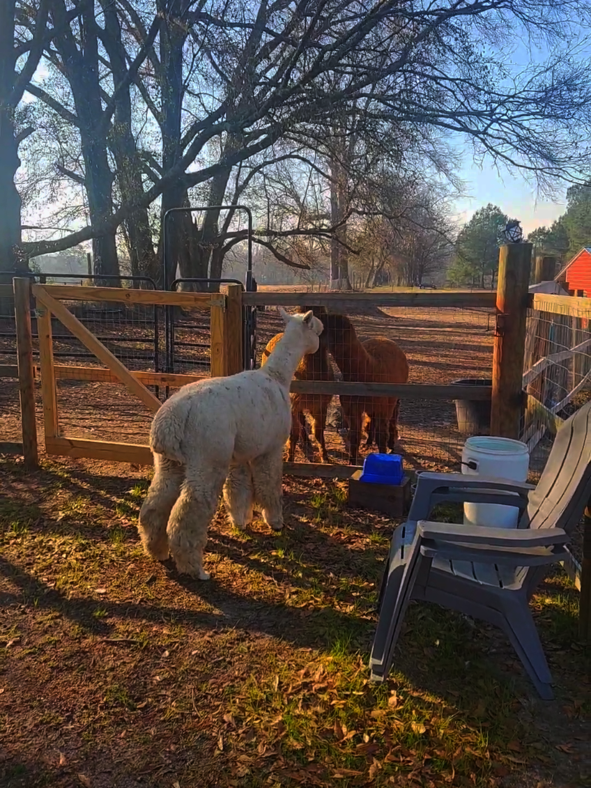 @alpacalypsenow