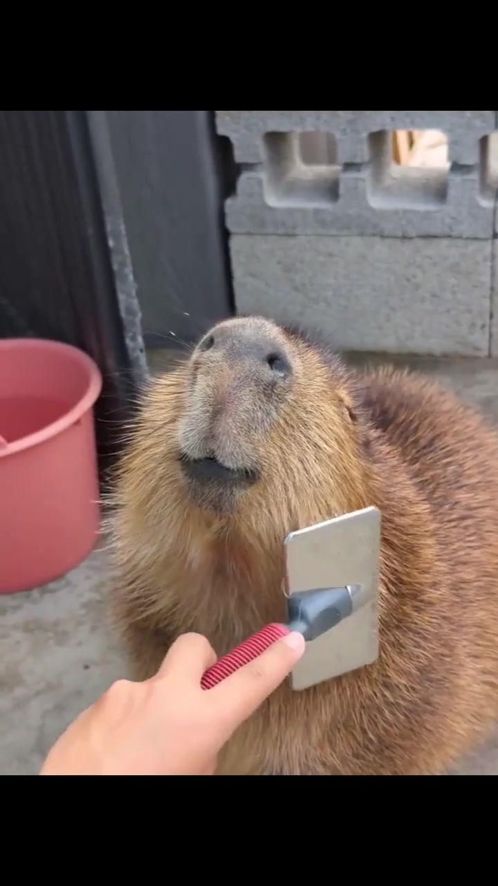 @capybaraninja