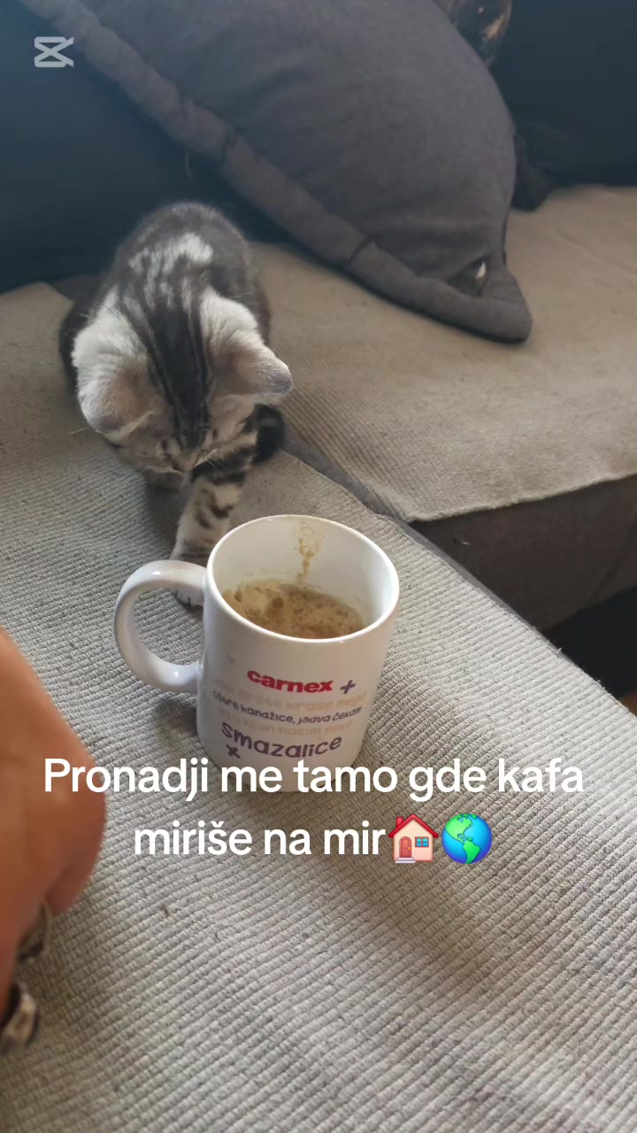 @Britanske Kratkodlake mačke