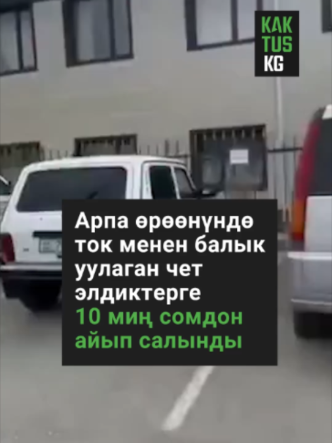 @Kaktus KG