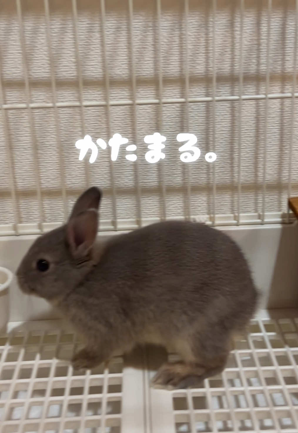 @メルナ🐰🌙2.5次元シンガー