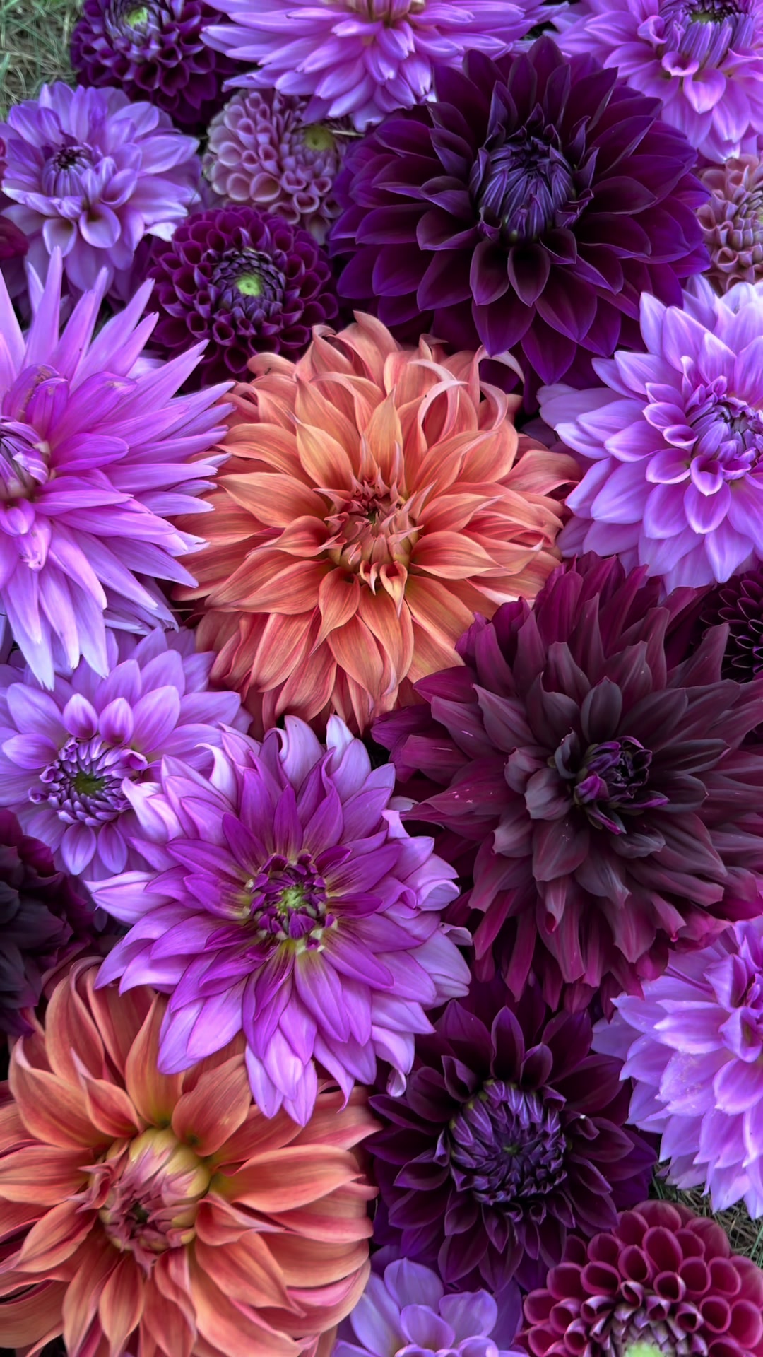 @Christopher | Flower Farmer