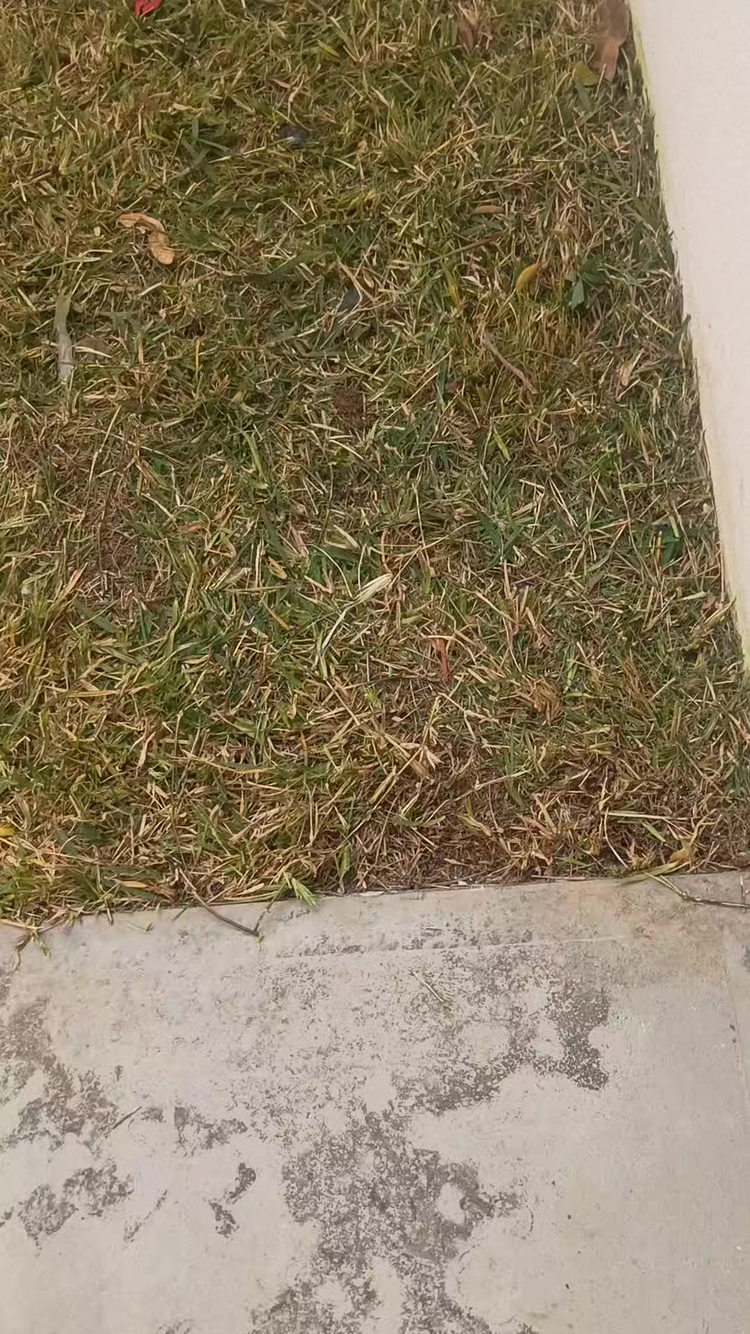 @el gibi en la obra