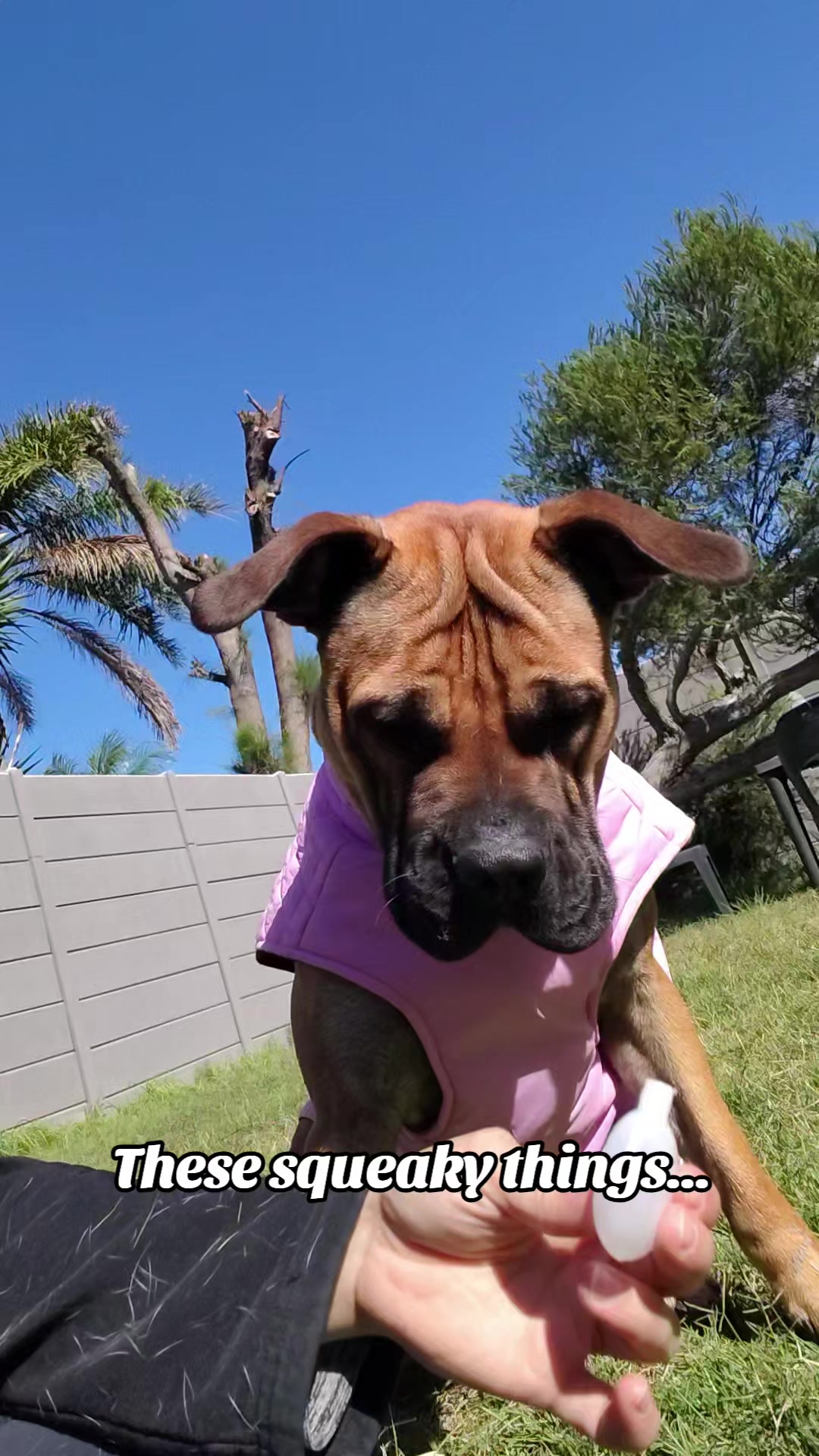 @Mishatheboerboel