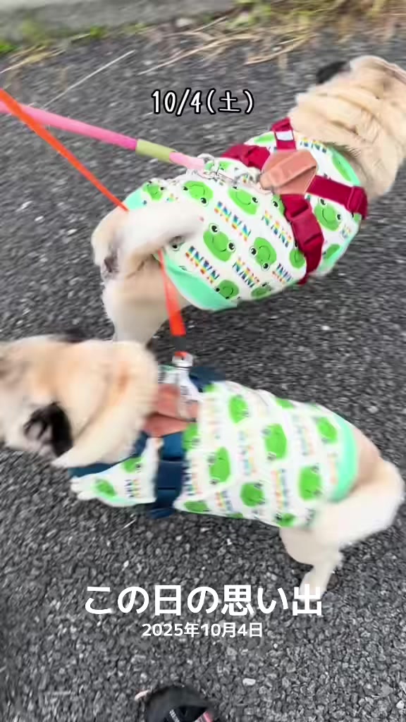 @ごん太