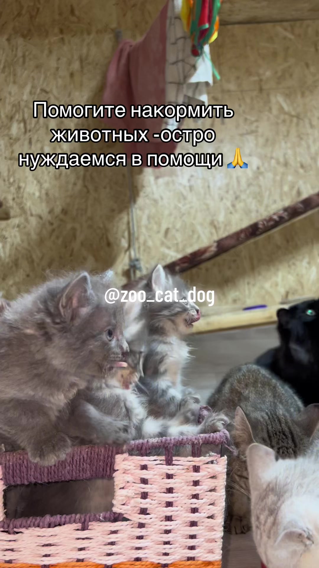 @zoo_cat_dog