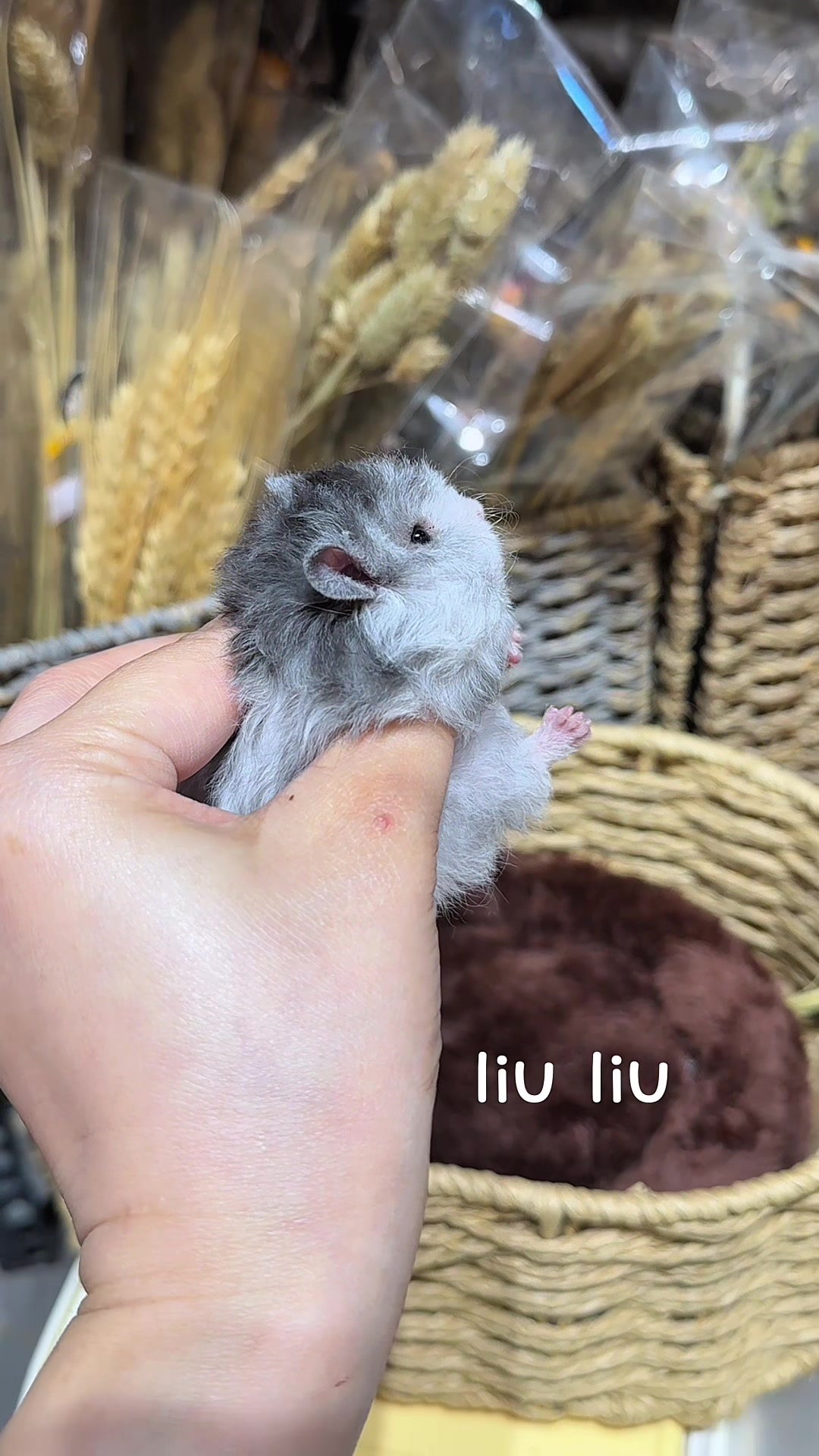 @Liu Liu Hamster - Pet Shop