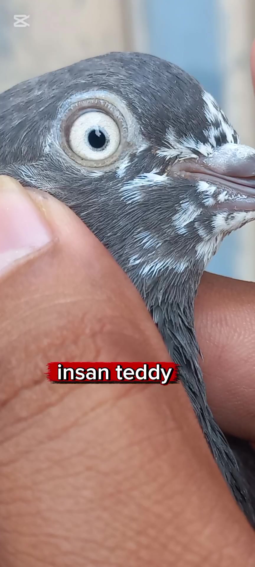 @Ranakasuripigeon