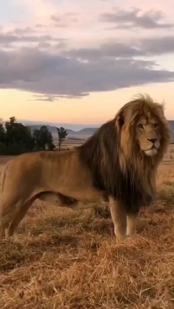 @LION MOTIVATION 🇨🇩🇨🇩🇨🇩