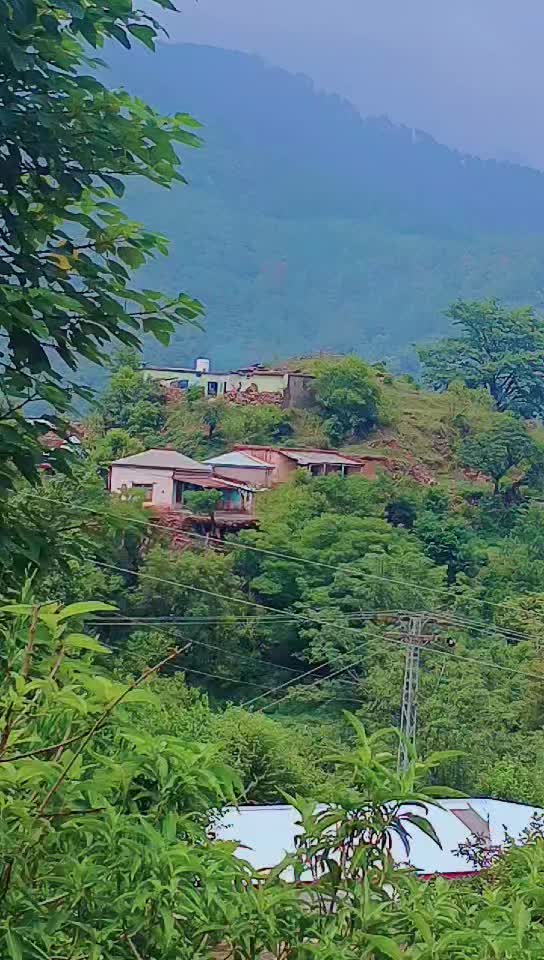 @جنگلی بلی 😺