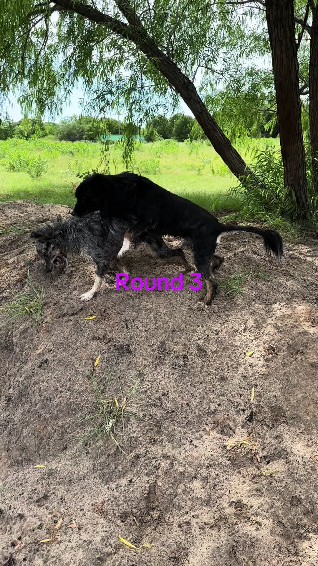 @angie.and.the_dogs