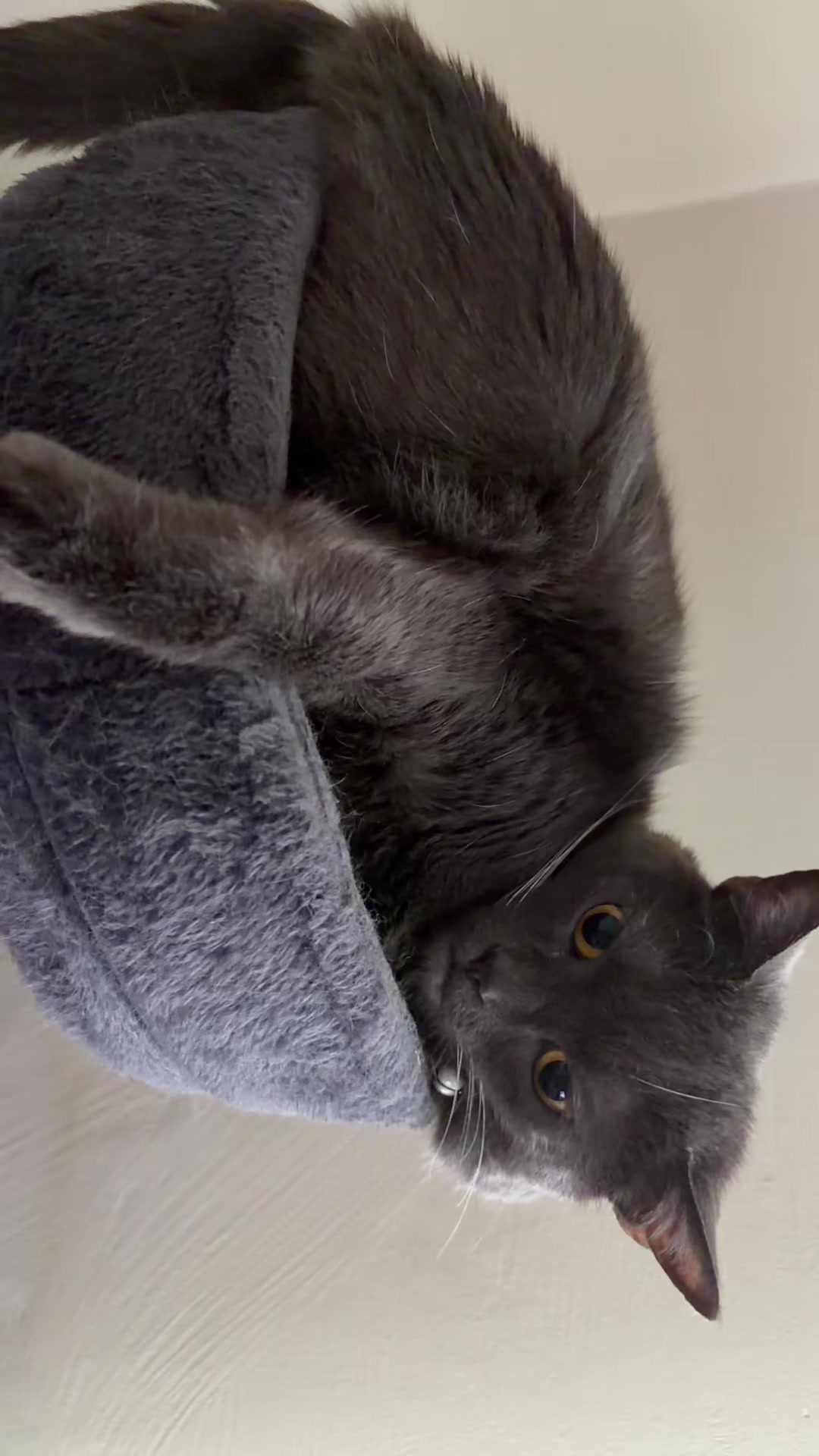 @zeldathecutecat