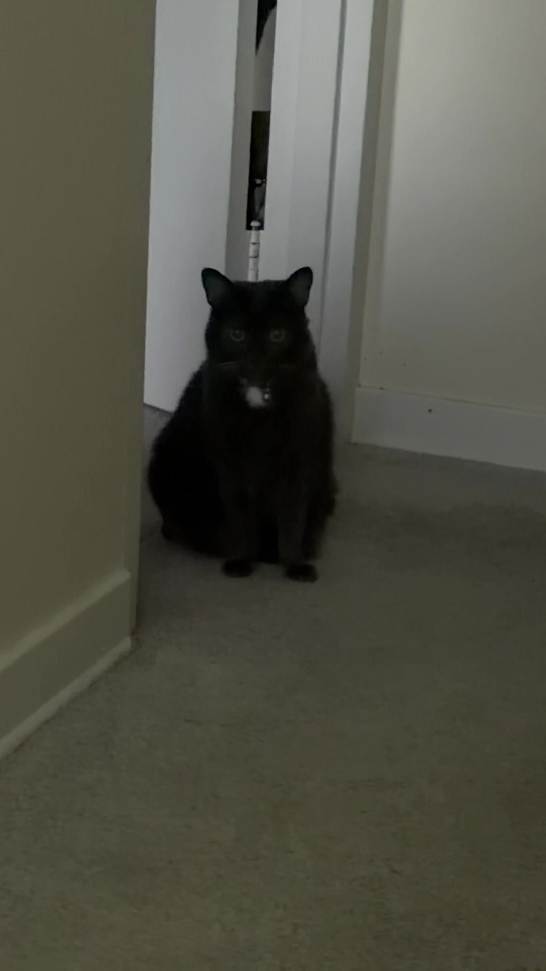 @zeldathecutecat