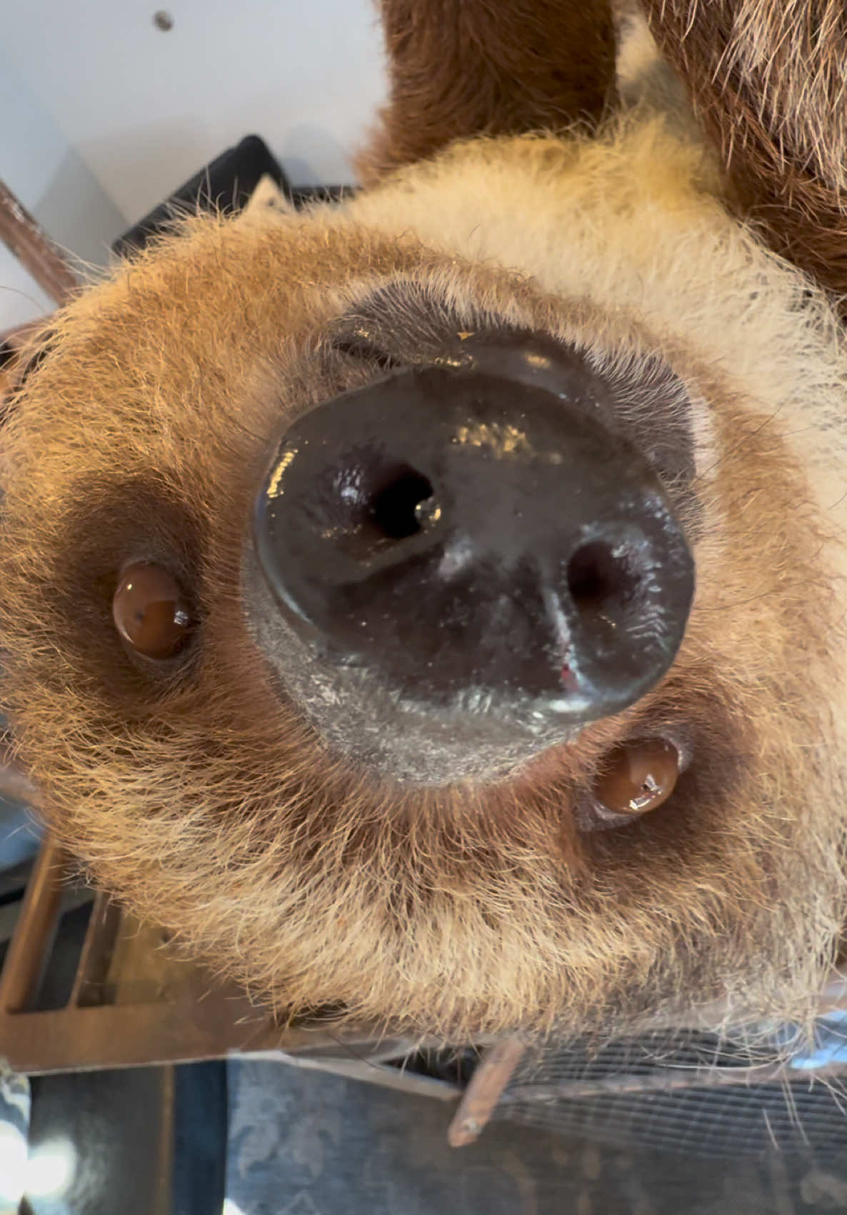 @memphiszoo