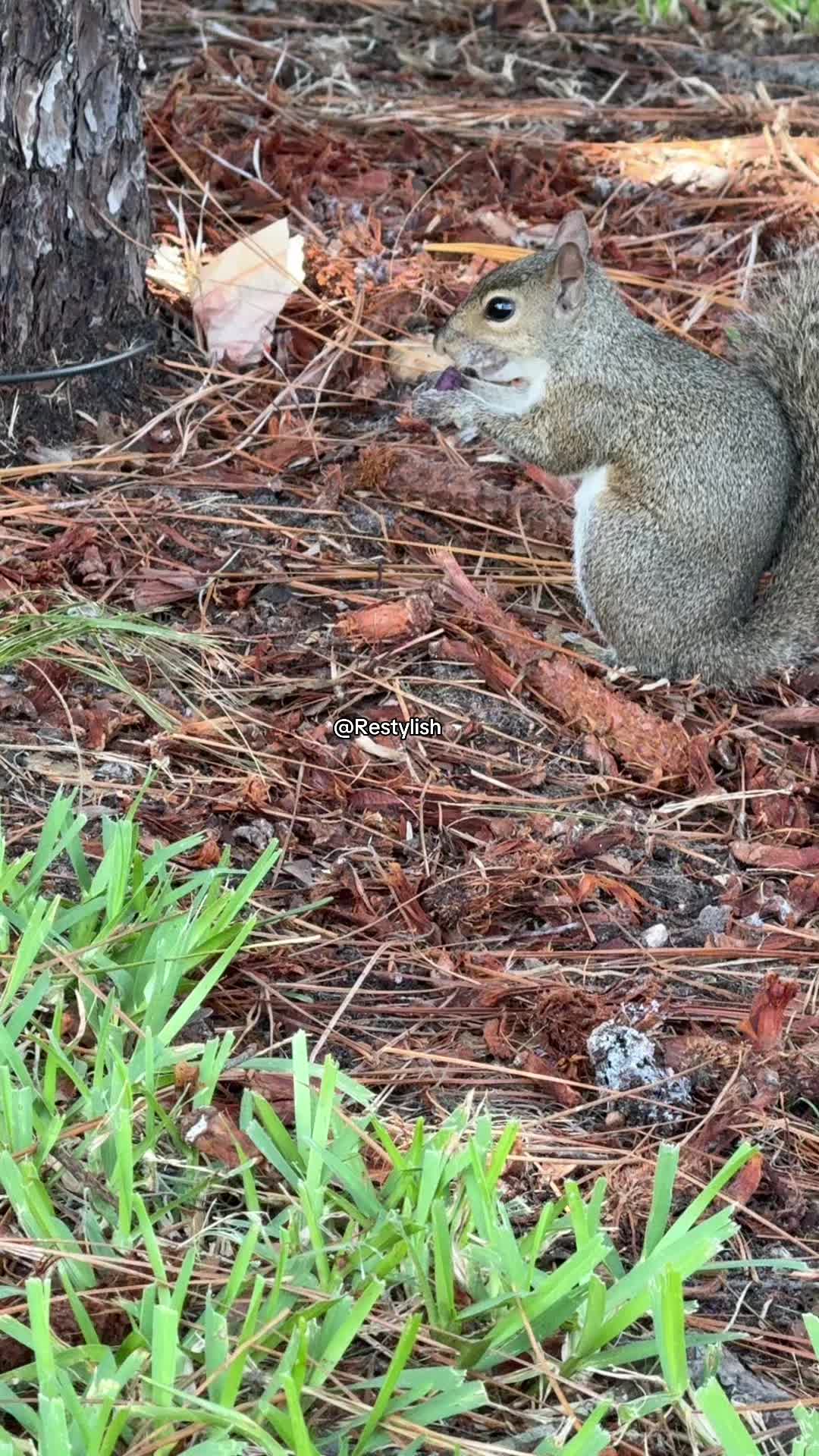 @restylish