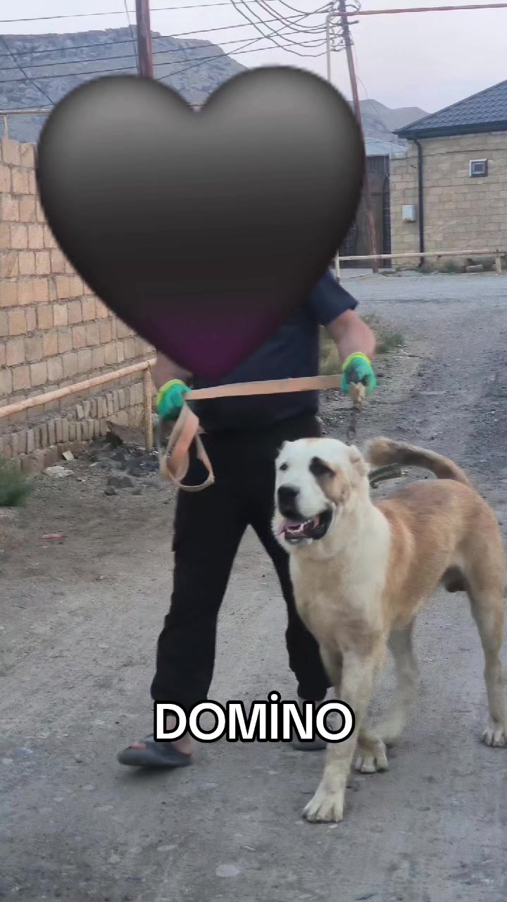 @Elşad__007