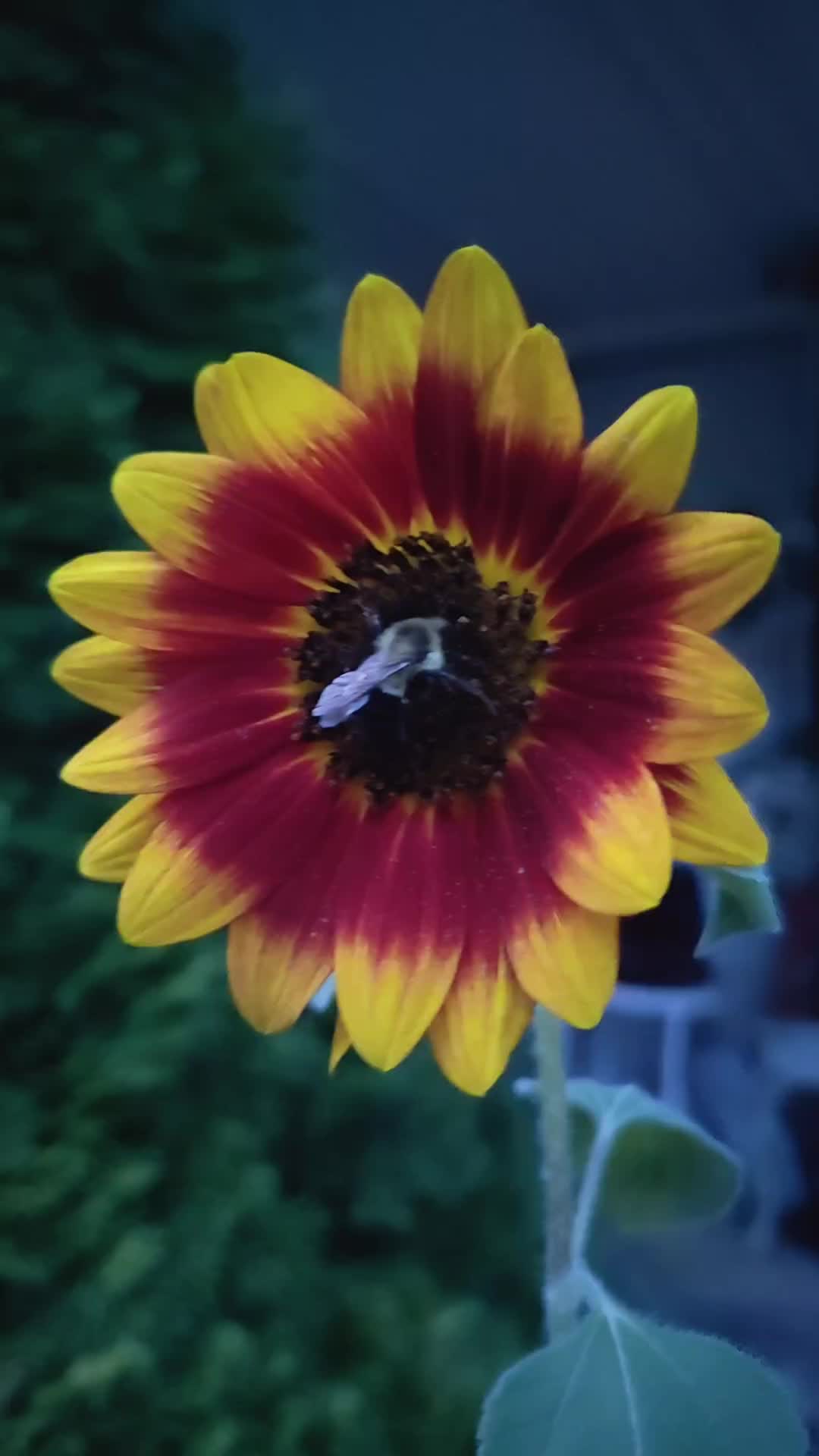 @AshleyChalet