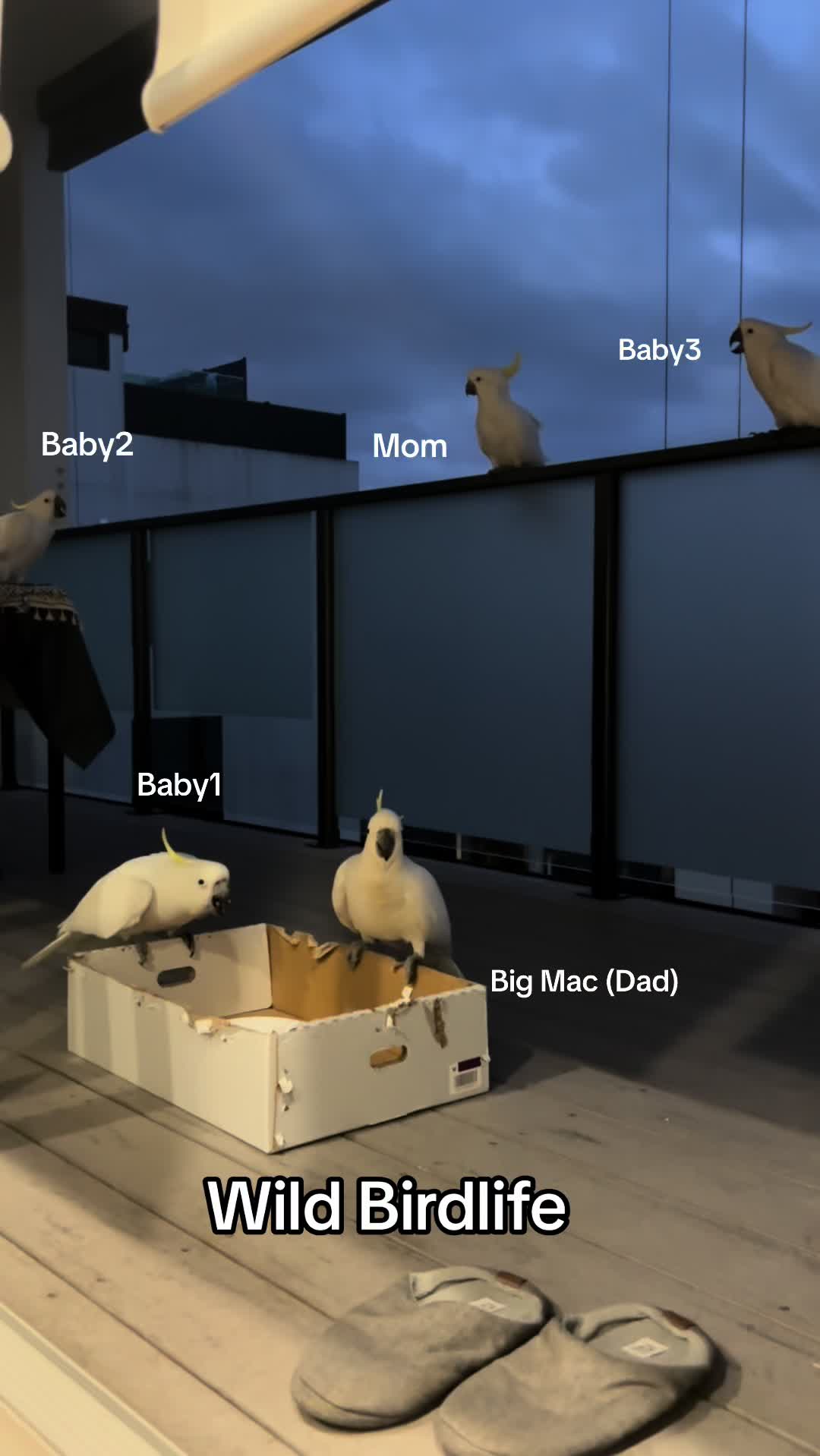 @aussie.cockatoo