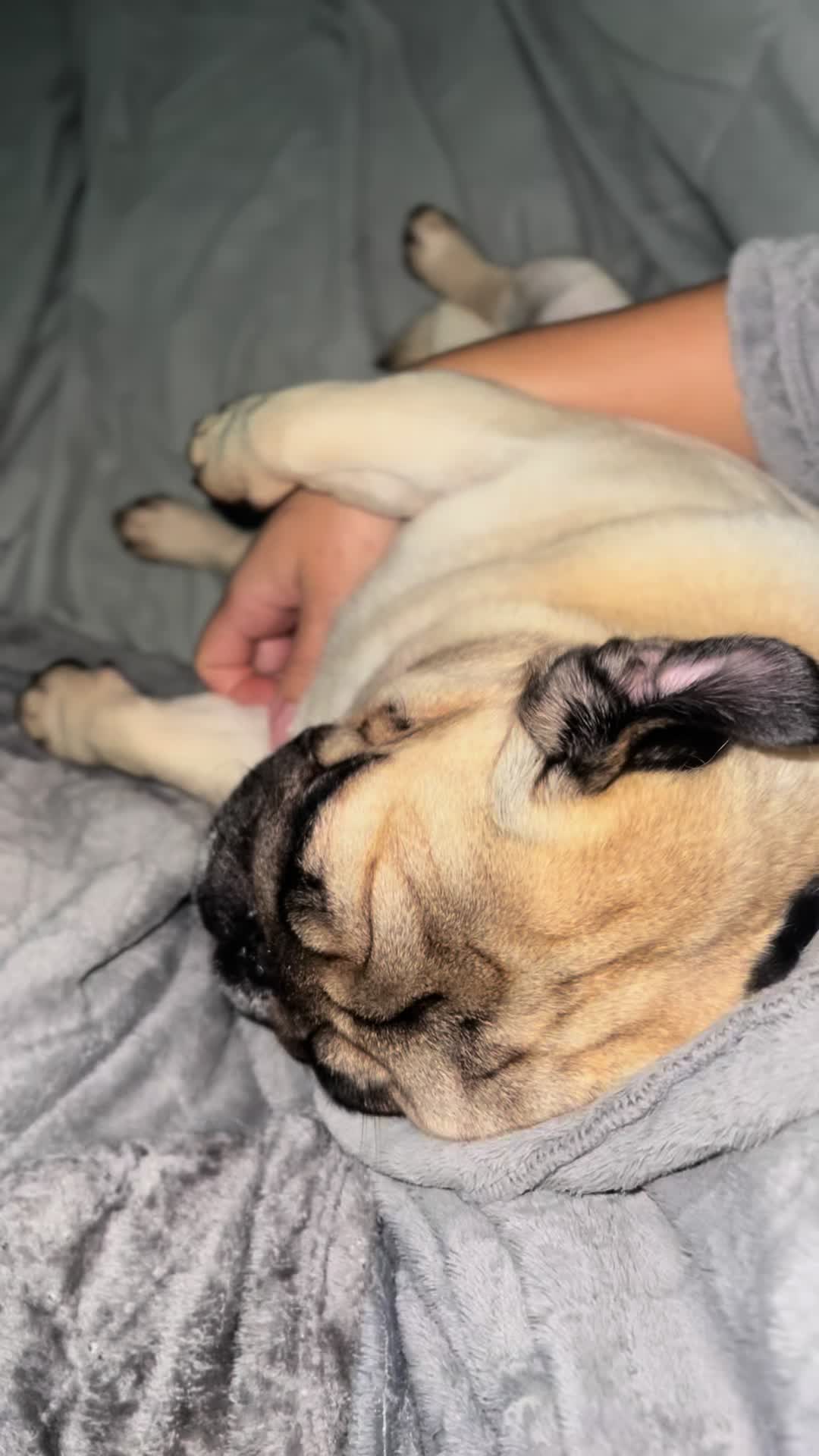 @pugSofyHarry