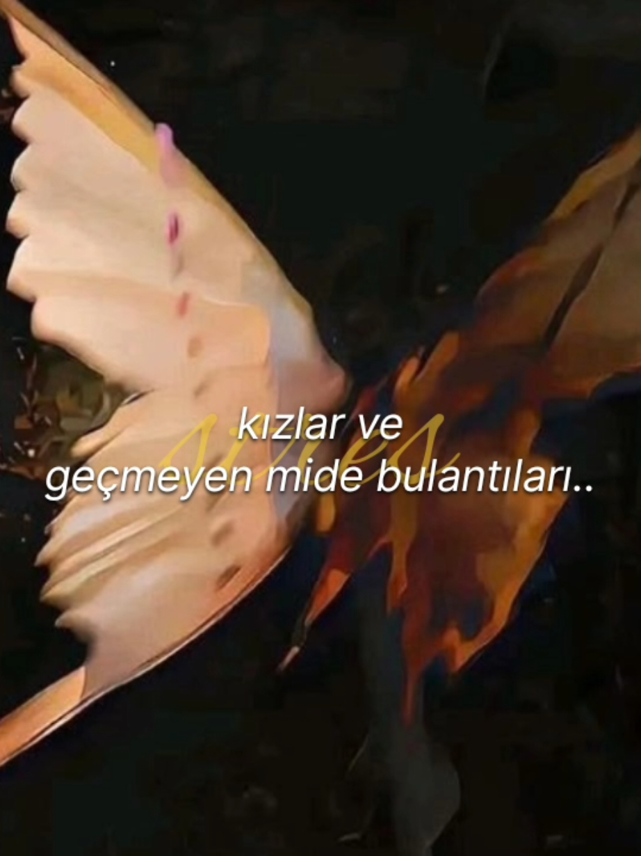 @🐚