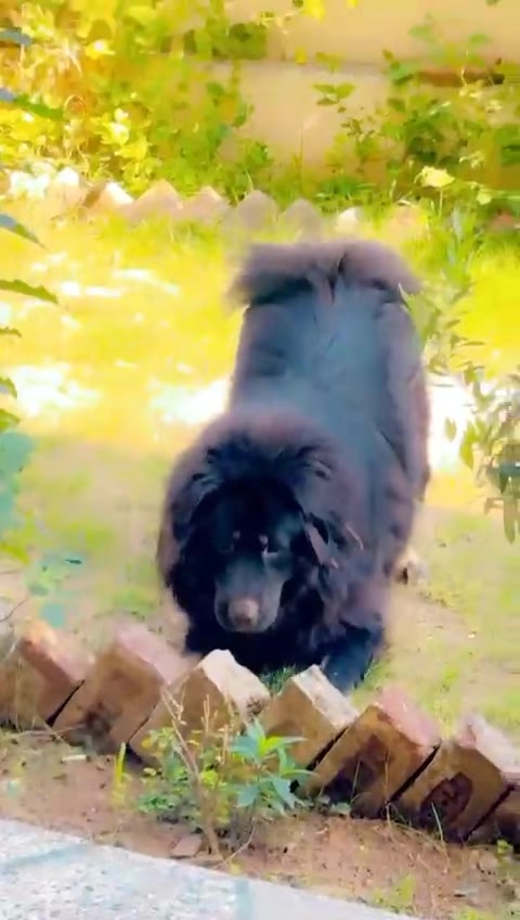 @Kashmiri_Bakrwal_Dog