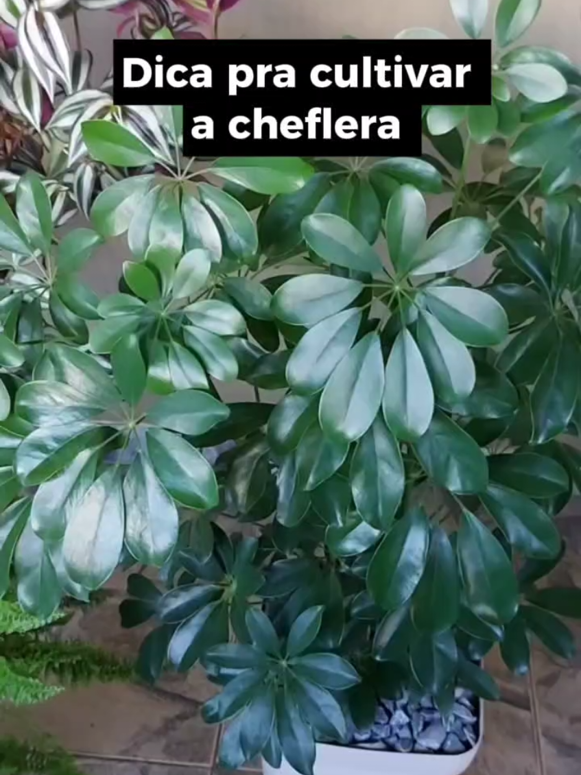 @quintalverde