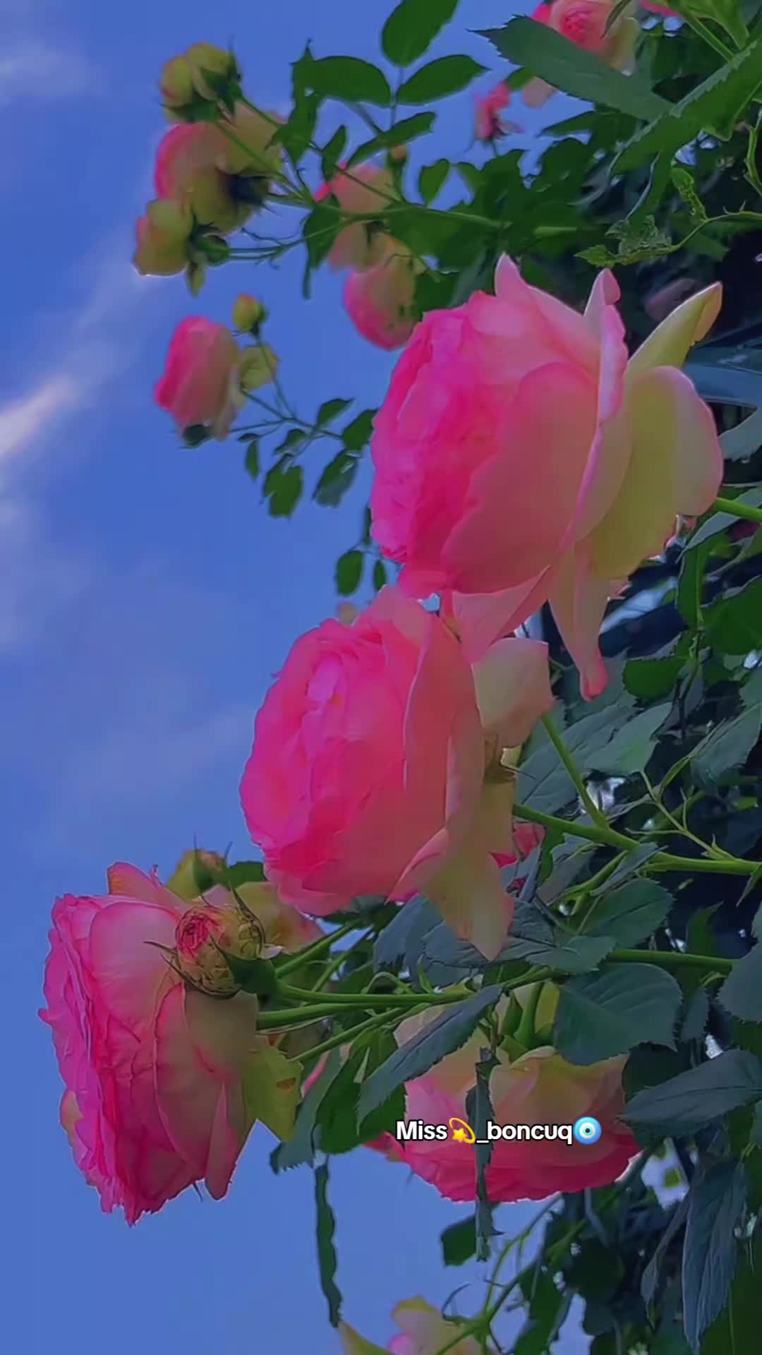 @๐ ๐๐ฒ๐ผ๐ผ ๐ซ ๐๐ธ๐ท๐ฌ๐พ๐บ ๐งฟ
